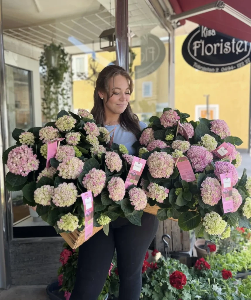 En person står utanför en blomsteraffär och håller två stora brickor med blommande rosa och gröna hortensior, var och en med en rosa etikett.